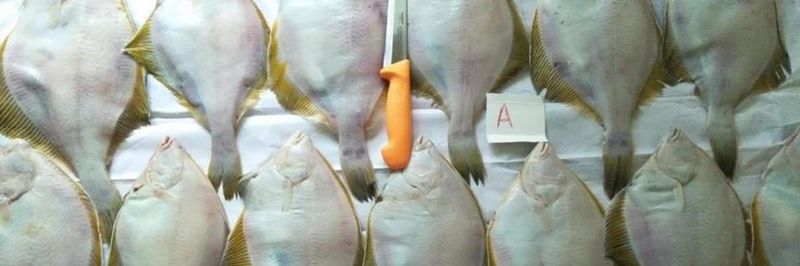 Red Fish Co.,Ltd - supplier and manufacturer from Russia