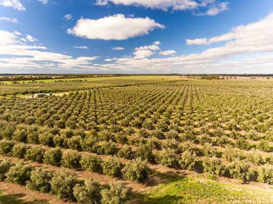 Pendleton Olive Estate Pty Ltd - supplier and manufacturer from 호주
