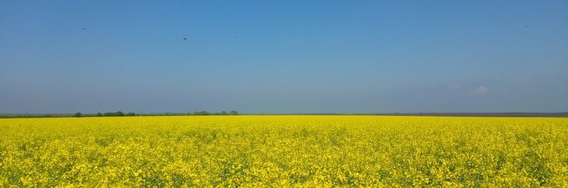 Ecoagri Serbia - supplier and manufacturer from 세르비아
