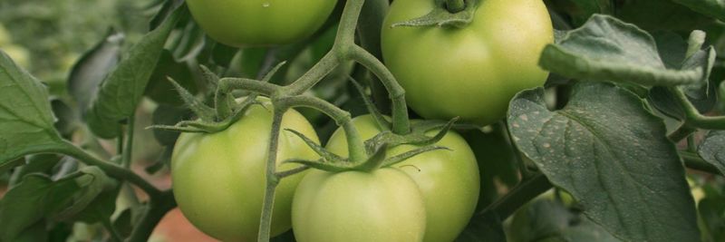 Mujeb Organic Farm - supplier and manufacturer from 요르단