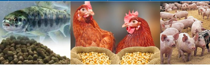 GULSHAN POLYOLS LIMITED - supplier and manufacturer from 인도