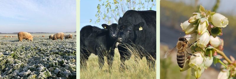 Ingleby Farms - supplier and manufacturer from 호주