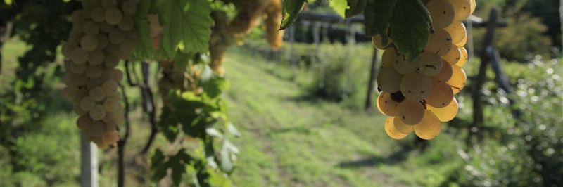 AZIENDA AGRICOLA SANTA CLELIA - supplier and manufacturer from 이탈리아