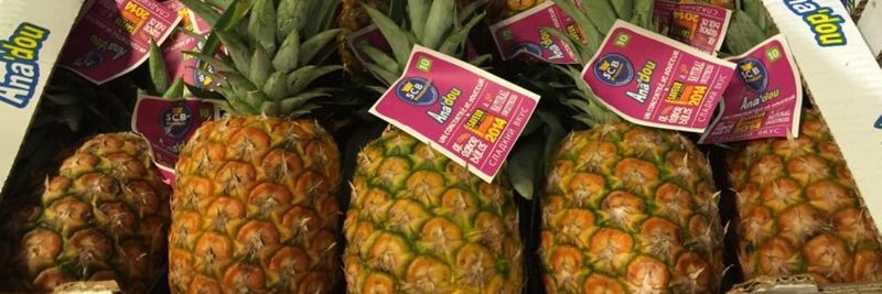 ITALFRUTTA S.R.L. - supplier and manufacturer from 이탈리아