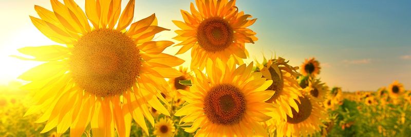 AGRI LLC - supplier and manufacturer from United States