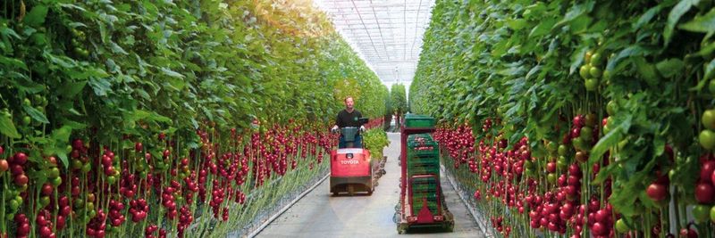 Gemüsering Portugal - supplier and manufacturer from 포르투갈