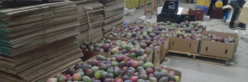 Ely Import R Export SRL - supplier and manufacturer from 도미니카공화국