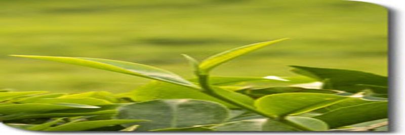 Erin International (Pvt) Ltd - supplier and manufacturer from 스리랑카