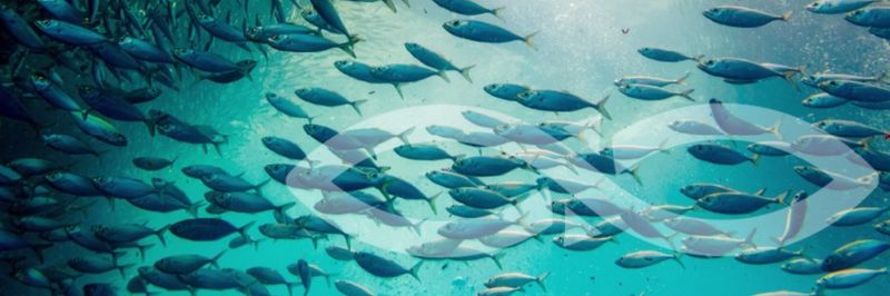 Cais do Atlântico Ind. e Com. de Pescados Ltda. - supplier and manufacturer from 브라질