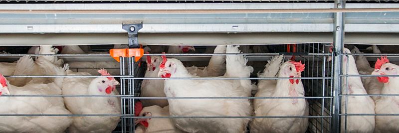 JSC Bashkir Broiler - supplier and manufacturer from Russia