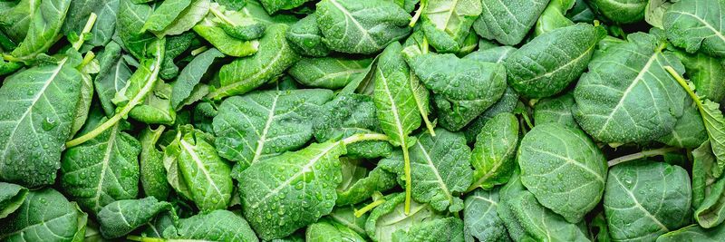 Deepwater Farms - supplier and manufacturer from 캐나다