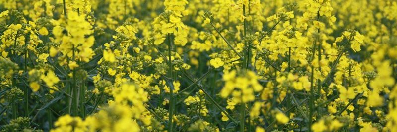 Bath Harvest Rapeseed Oil - supplier and manufacturer from 영국