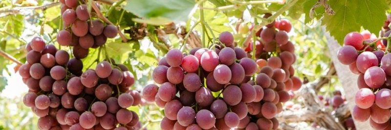 El Roda for Agricultural and Animals Development - supplier and manufacturer from Egypt