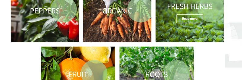 Arava Export Growers Ltd. - supplier and manufacturer from 이스라엘