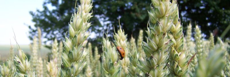 Agrodruzstvo Morkovice - supplier and manufacturer from 체코