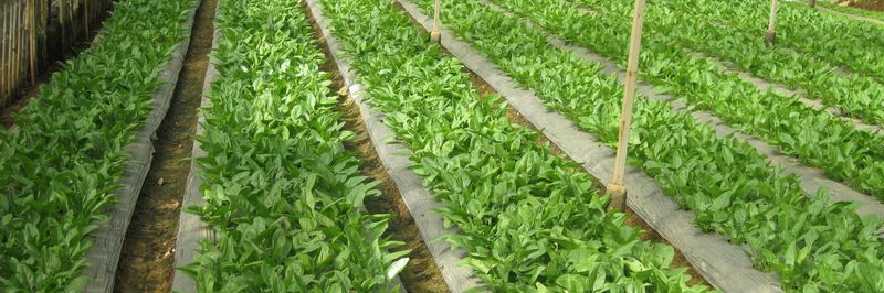 Tran Gia Agriculture and Food Company Ltd. - supplier and manufacturer from 베트남