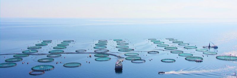 Galaxidi Marine Farm S.A. - supplier and manufacturer from 그리스