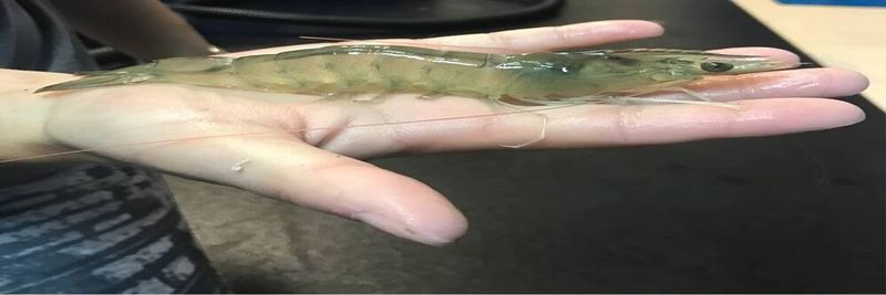 Urban Seas Aquaculture - supplier and manufacturer from 미국