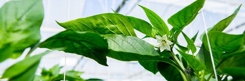 4Evergreen B.V. - supplier and manufacturer from 네덜란드
