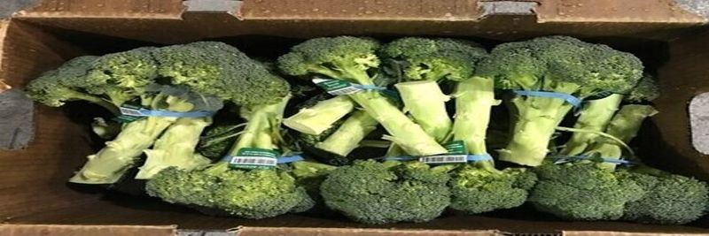 ACCESS ORGANICS, INC. - supplier and manufacturer from United States