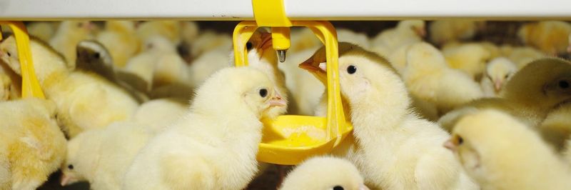 Mar-Jac Poultry Inc. - supplier and manufacturer from 미국