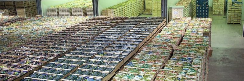 Dries Sebrechts Fruit - supplier and manufacturer from 벨기에