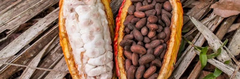 Cacao Oro - supplier and manufacturer from Nicaragua