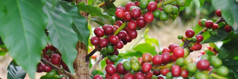 Cyahinda Coffee - supplier and manufacturer from 르완다