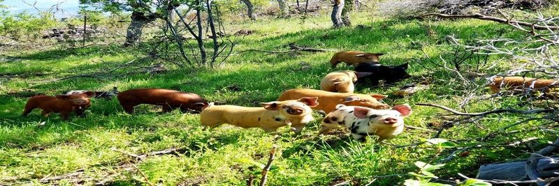 Uproot Meats - supplier and manufacturer from 미국
