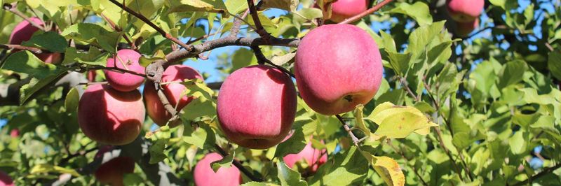 Bridges Organic Produce - supplier and manufacturer from 미국