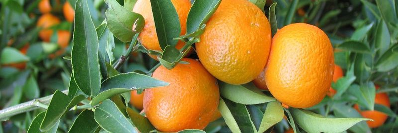 Menas Citrus - supplier and manufacturer from 튀르키예