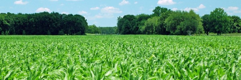 Hungaroseed Kft. - supplier and manufacturer from 헝가리