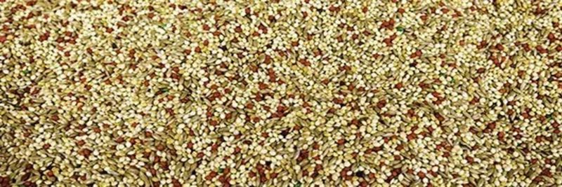 Camp Point Seed Co. - supplier and manufacturer from 미국