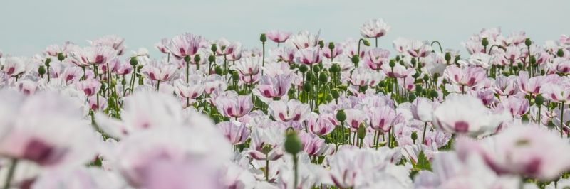 Sotiva Seed Ltd. - supplier and manufacturer from 헝가리