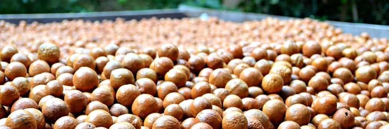 Macadamia Nut Company PVT LTD - supplier and manufacturer from 짐바브웨