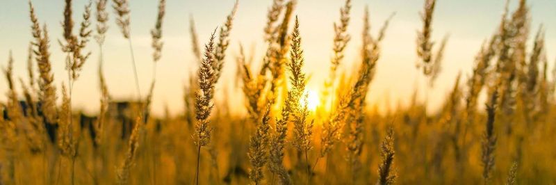 Agrotyp S.A. - supplier and manufacturer from 그리스