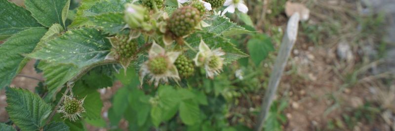 Amanos Fruits - supplier and manufacturer from 튀르키예