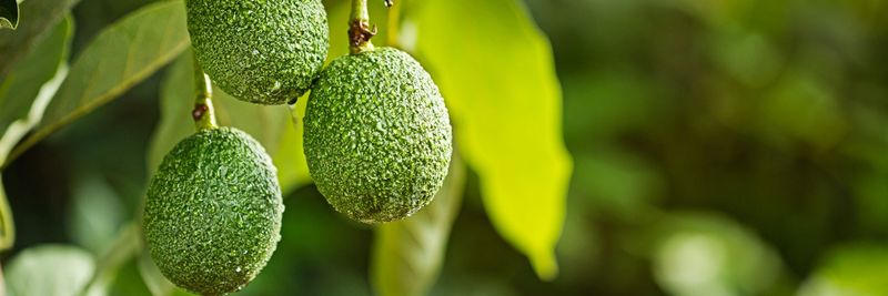 Westfalia Fruit Group - supplier and manufacturer from United Kingdom