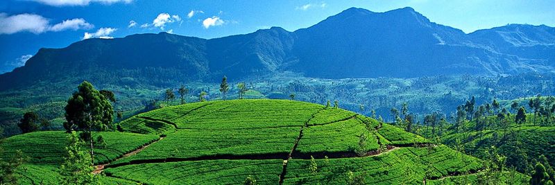 Authentic Lanka Exports (Pvt) Ltd - supplier and manufacturer from Sri Lanka
