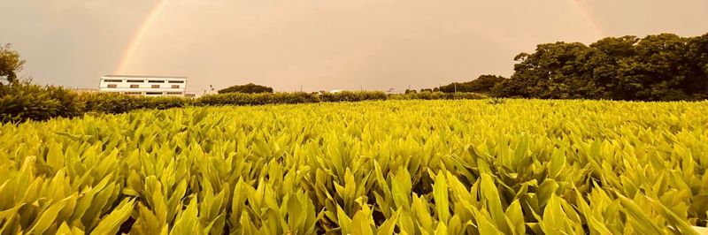 Taiwan Plump Biotechnology Exquisite Farm - TAIWAN FONG-MAN FARM - supplier and manufacturer from 대만