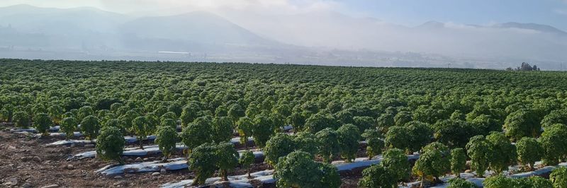 Agricola HC - supplier and manufacturer from 칠레