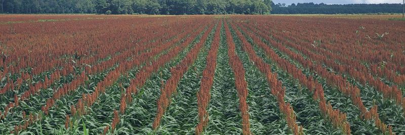 B-H Genetics. - supplier and manufacturer from United States