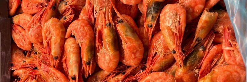 Norwegian Seafood Company A/S - supplier and manufacturer from Norway