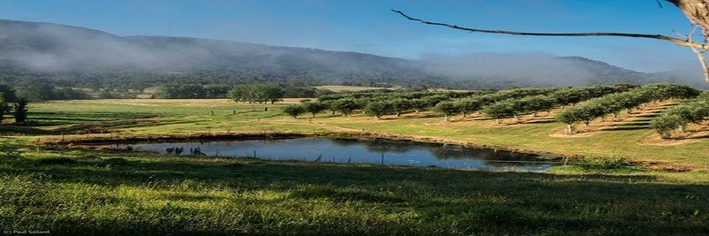 Bunna Bunoo Olive Grove - supplier and manufacturer from 호주