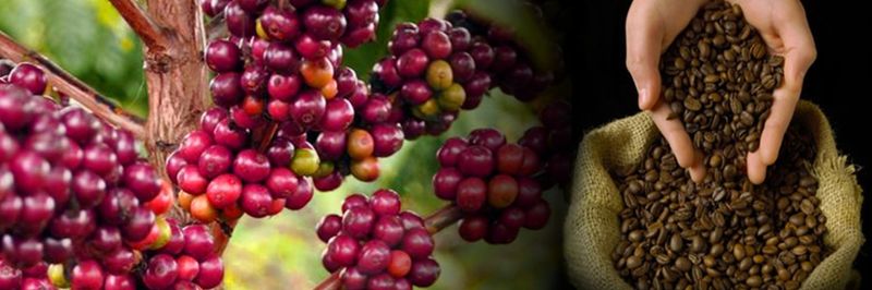 Green Land Coffee Plantation - supplier and manufacturer from 미얀마 [버마]