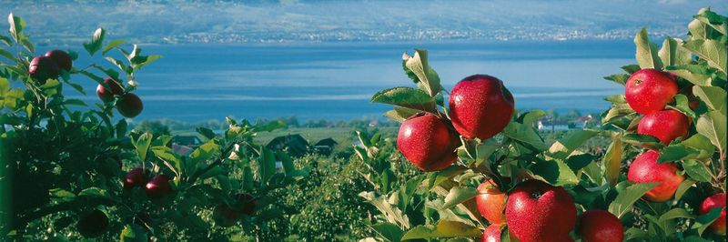 Obstgroßmarkt Eriskirch - Josef Spanagel GmbH - supplier and manufacturer from 독일
