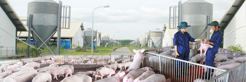 SAGRIFOOD - supplier and manufacturer from 베트남