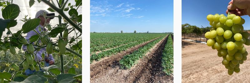 Agrícola Bay - supplier and manufacturer from 멕시코