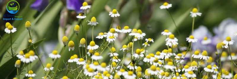 altamimherbs - supplier and manufacturer from Egypt