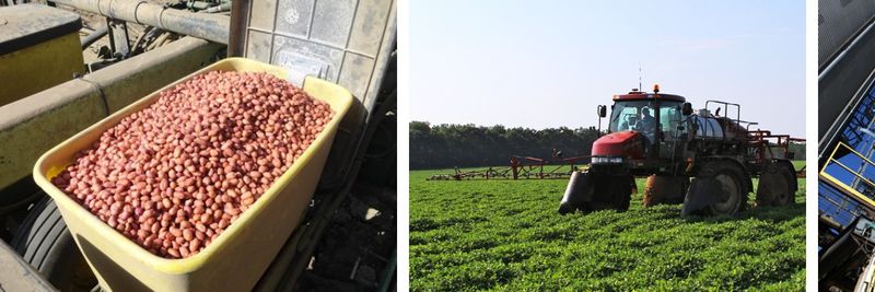 Golden Peanut Company LLC - supplier and manufacturer from 미국